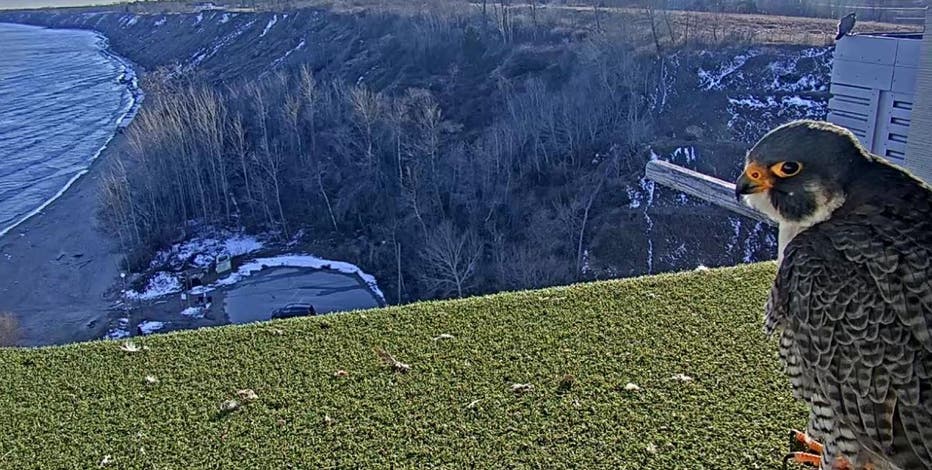 We Energies: Peregrine falcons return to power plants