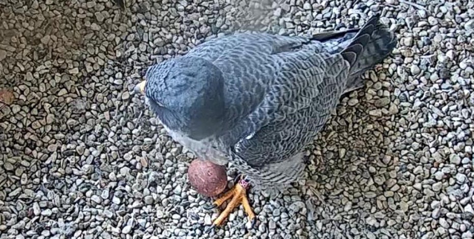 1st peregrine falcon eggs of season laid at We Energies nest box