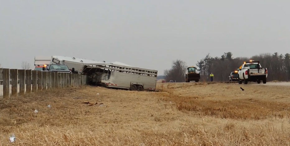 Truck pulling cattle hauler jackknifes, strikes guardrail, kills cows