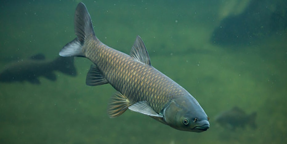 Wisconsin fish dealer convicted, selling invasive carp