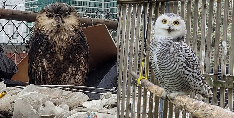 Snowy owl rehabilitated, released back into wild