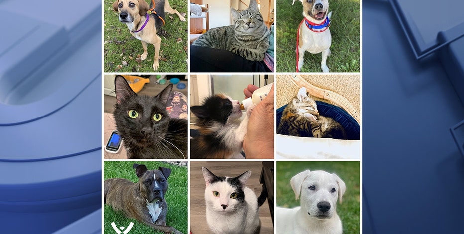 Wisconsin Humane Society foster program receives $300K grant