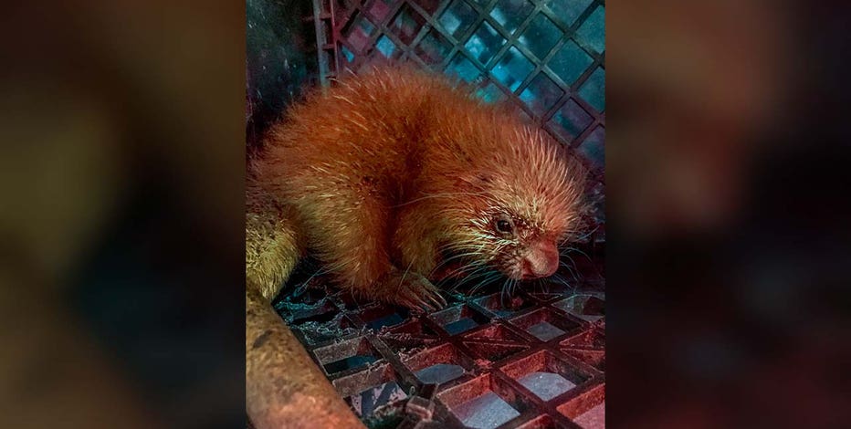 Milwaukee County Zoo announces porcupine birth
