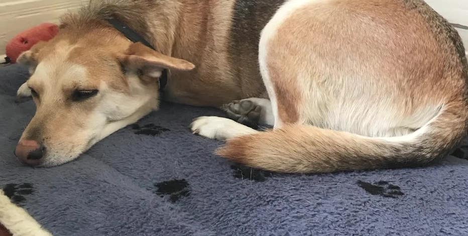 Make your pet comfortable and happy