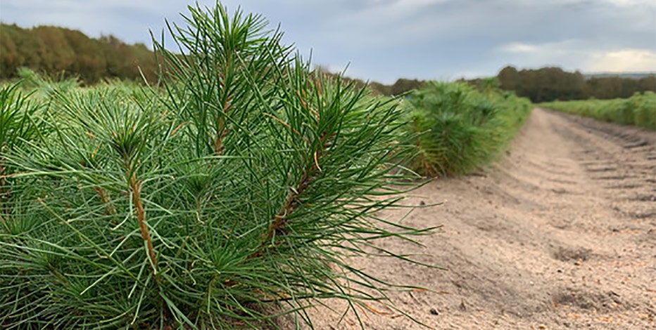 Wisconsin DNR tree seedlings sale, Arbor Day approaching