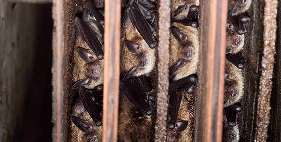 Wisconsin DNR: Bat hibernation ending this spring, keep an eye out