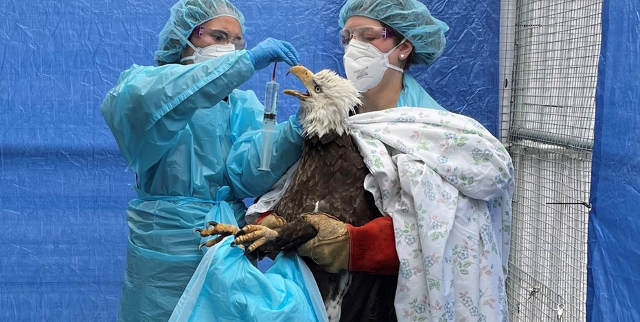 Bay View Bald Eagle tests 'presumed positive' for bird flu