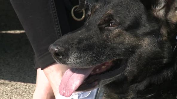 K-9 Bane End of Watch; retired St. Francis police dog passes away