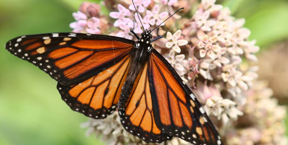 Monarch butterflies in trouble; We Energies aims to help