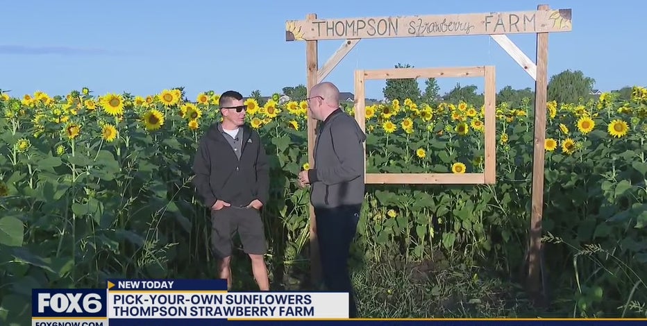 Bristol's Thompson Strawberry Farm; more than just berries