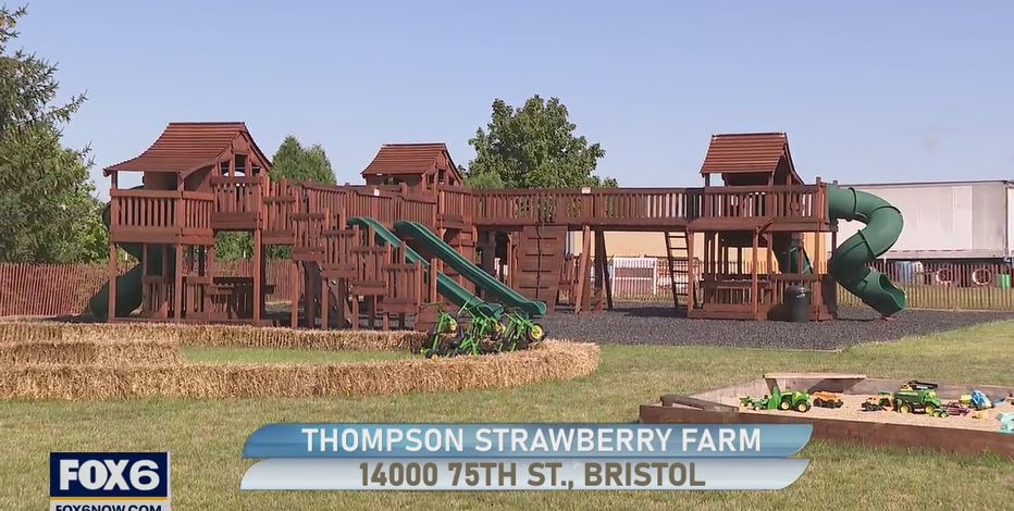 Family fun at Thompson Strawberry Farm