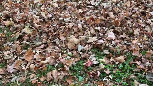 Time-saving leaf removal tips