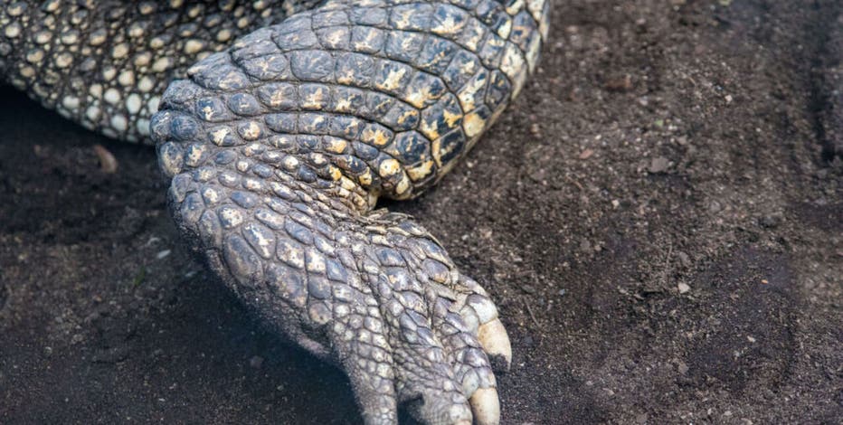 Kewaskum Reigle Family Park alligator report