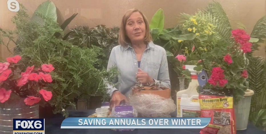 Saving annual plants over winter
