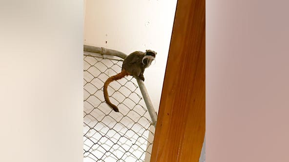 Missing Dallas Zoo monkeys found in abandoned Lancaster home