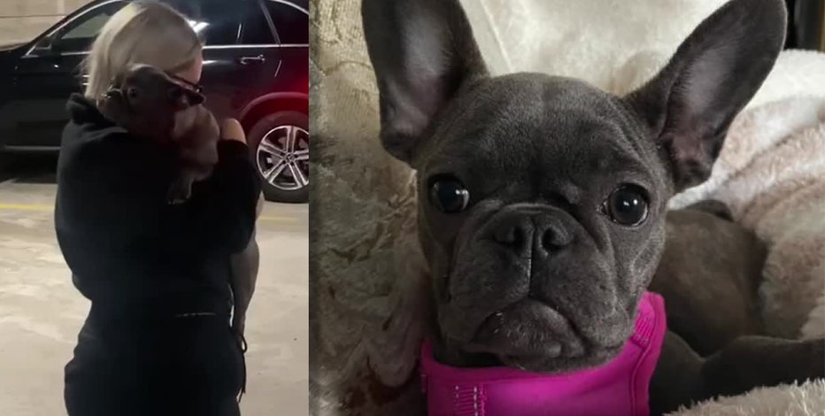 Milwaukee woman's French bulldog, stolen weeks ago, home safe