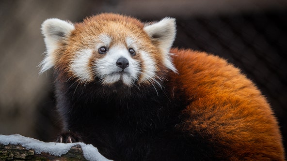 Milwaukee County Zoo red panda sponsorship for Valentine's Day
