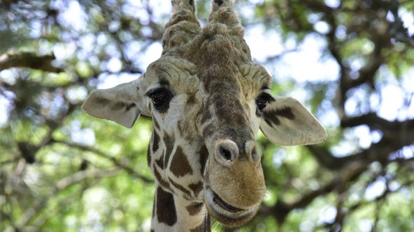 Milwaukee County Zoo giraffe dies unexpectedly