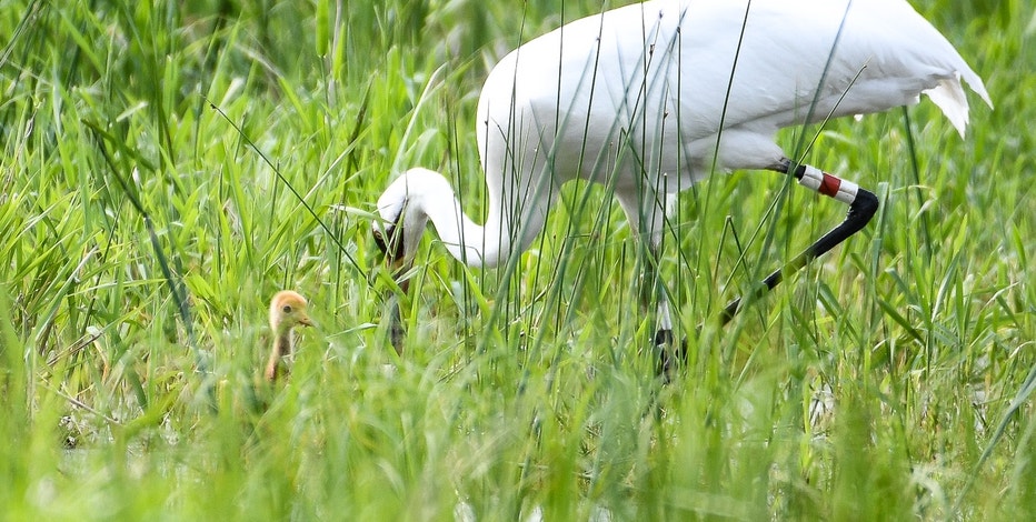 Whooping cranes: Wisconsin home to America's tallest flying birds again