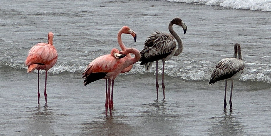 Port Washington flamingos, Lake Michigan hosts unusual sight