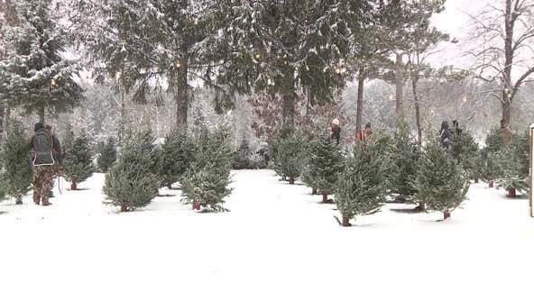 Snowy weather brings families out for Christmas tree shopping