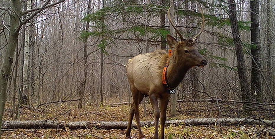 Wisconsin elk hunt 2023, DNR announces results of 6th season