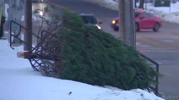 Milwaukee Christmas tree disposal, DPW directed to continue pickup
