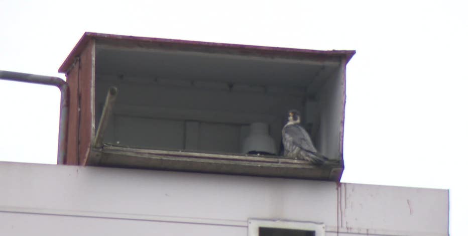 Wisconsin falcon rescued in Nicaragua, part of We Energies project