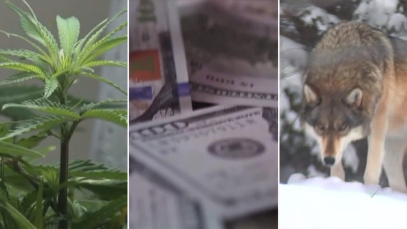 Wisconsin medical marijuana, tax cut among bills still on table