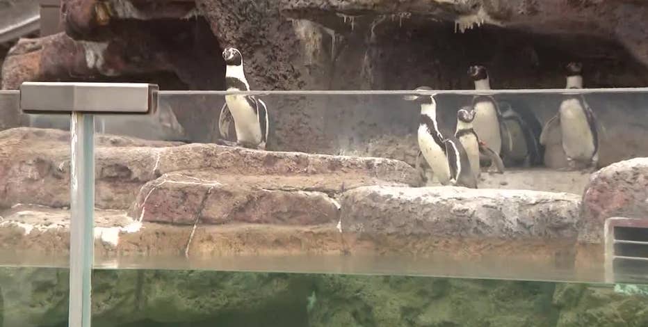 Milwaukee County Zoo penguin habitat groundbreaking, renovation