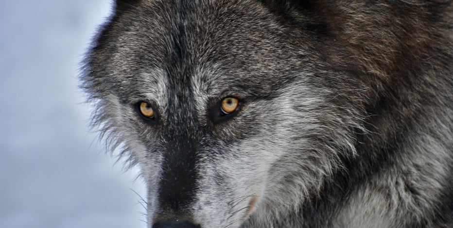 Wolves and Wisconsin: Separating fact from fiction