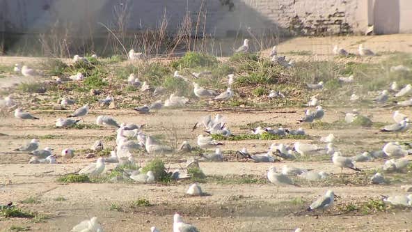 Milwaukee bird problem; species federally protected, city says