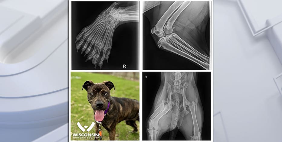 Wisconsin Humane Society: 5-legged dog to be up for adoption in Kenosha