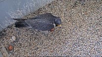 We Energies welcomes 1st peregrine falcon chick of season