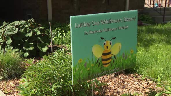 Helping pollinators with 'No Mow May,' 'Slow Mow May'