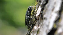 Wisconsin DNR: Emerald ash borer confirmed in all of state's counties