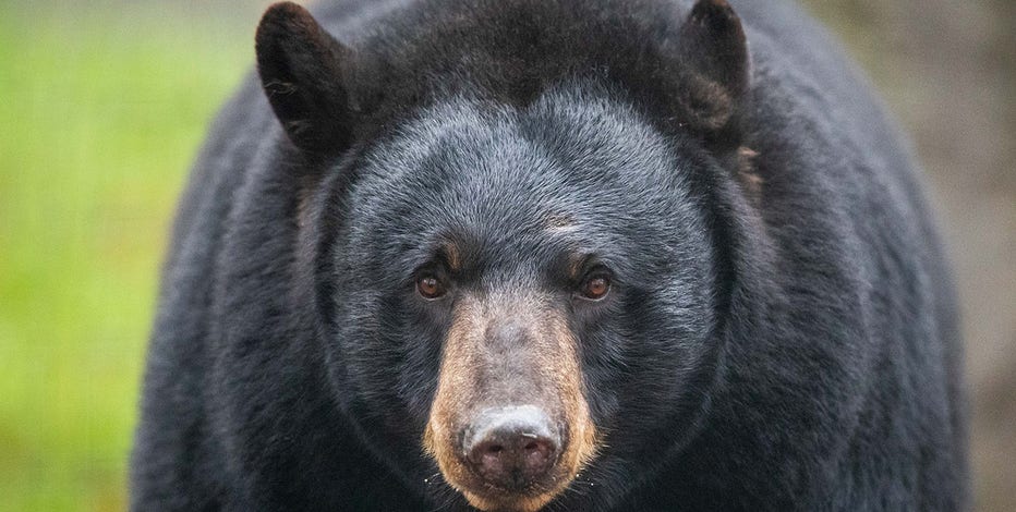 Wisconsin bear attack: Boy shoots, kills animal mauling father