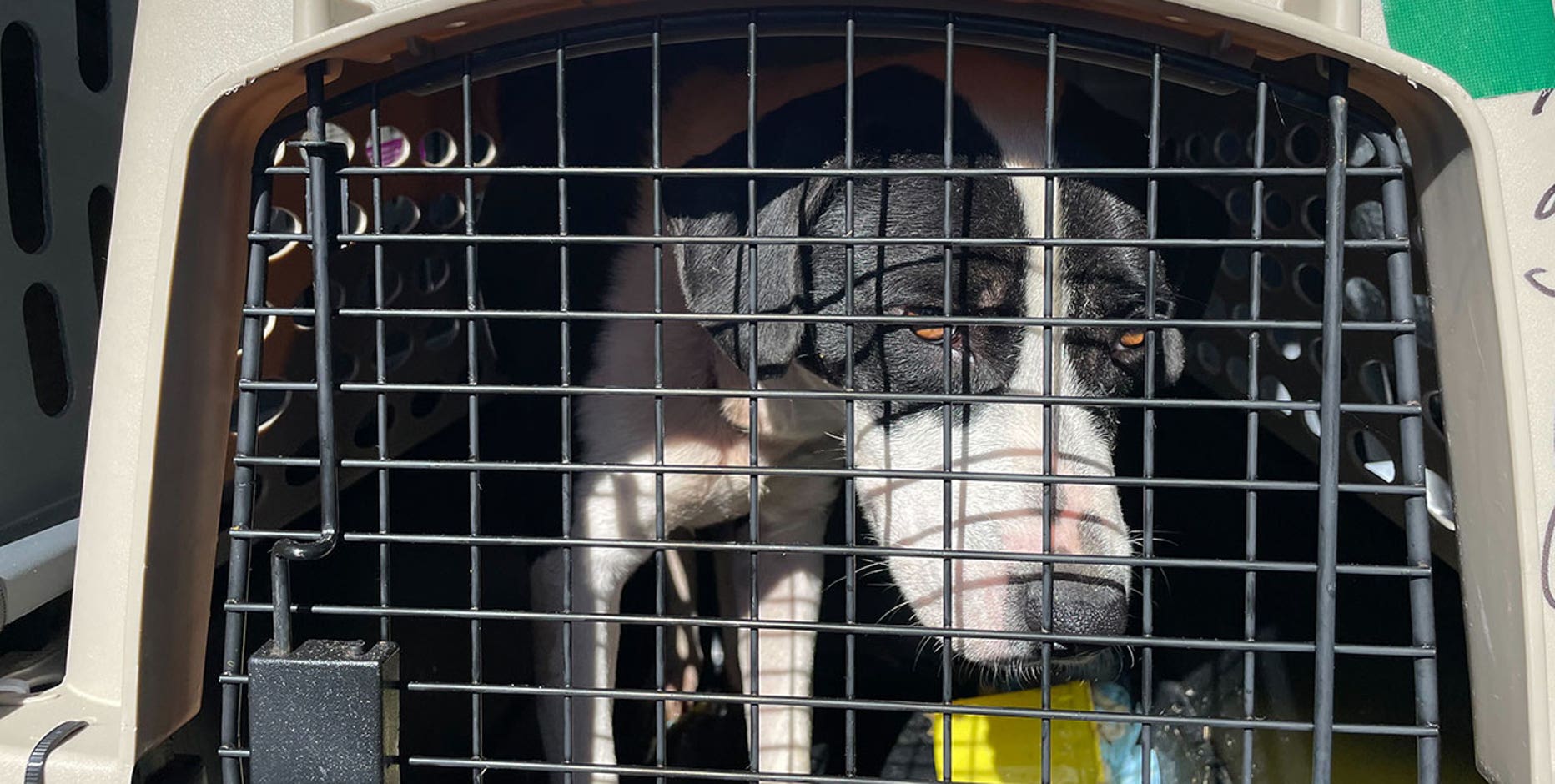 Shelter dogs, cat from storm-ravaged South Carolina arrive in Wisconsin