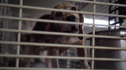 Ridglan Farms vet’s suspension upheld, disciplinary case continues