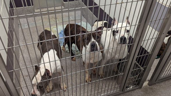 WCRAS takes in 44 animals due to cruelty case, calls for adopters, fosters