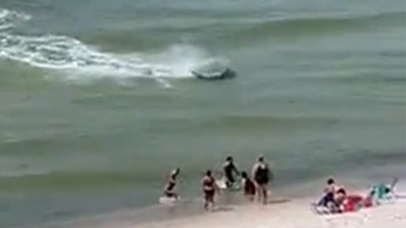 Massive hammerhead shark chases stingrays as swimmers flee Alabama beach
