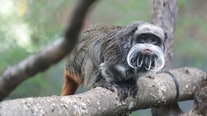 2 Dallas Zoo monkeys go missing, police believe they were taken