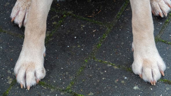 ‘We regret our mistake’: Animal shelter accidentally euthanizes dog