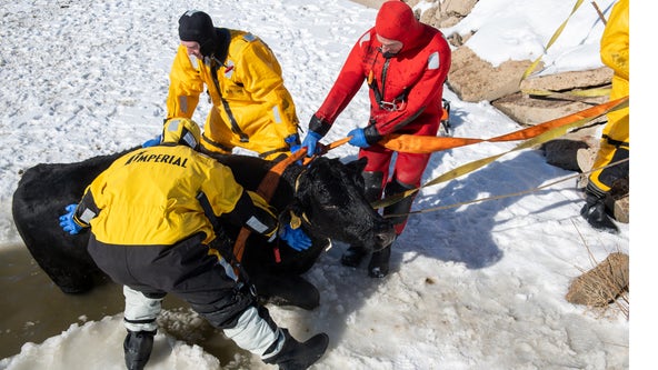 Cow rescued after falling through 7-inch-thick ice in Colorado