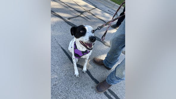 Escaped dog in Round Rock reunited with owners