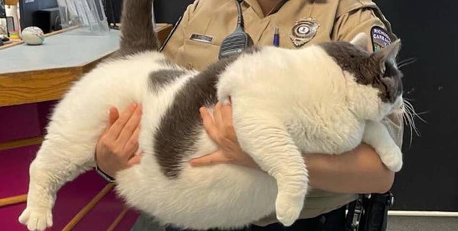 Virginia retiree adopts 40 pound cat