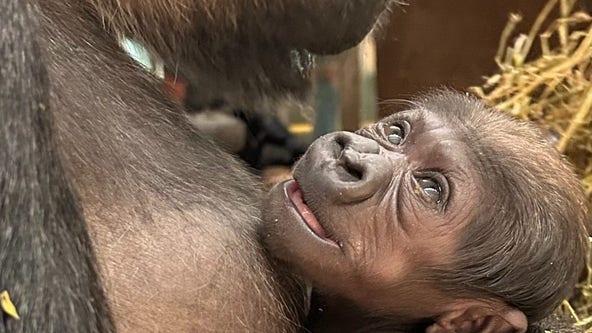 Voters officially name newborn baby gorilla in National Smithsonian Zoo contest