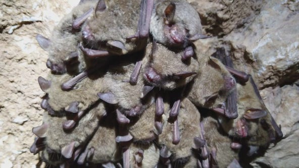 Bat found at Butler Shores tests positive for rabies
