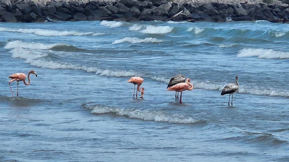 Port Washington flamingos, Lake Michigan hosts unusual sight