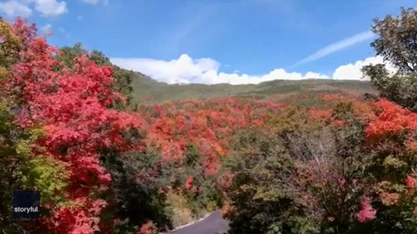 Fall is here: Drone video captures stunning Utah foliage